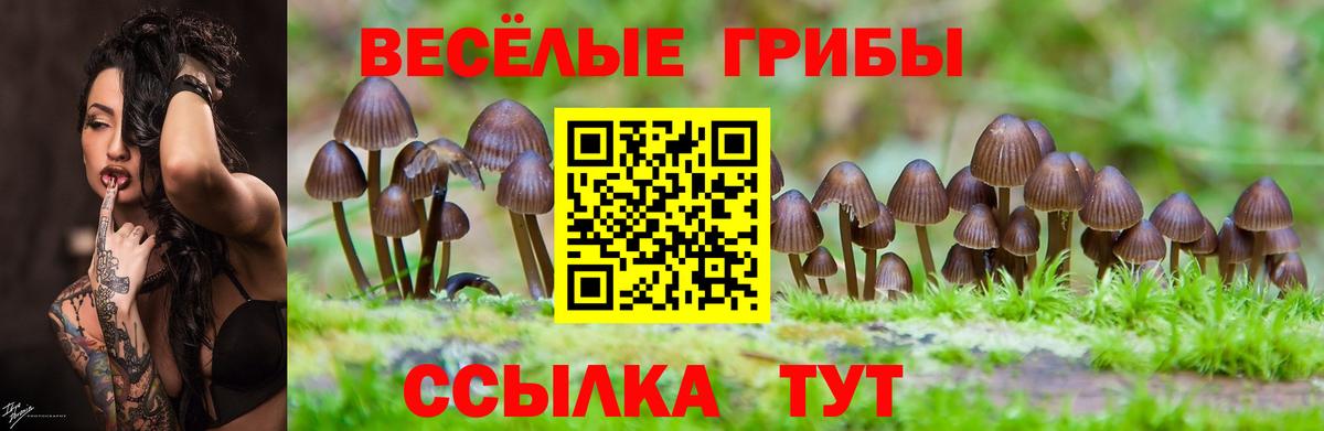 Псилоцибиновые грибы Psilocybe  Вход с VPN  Углич 